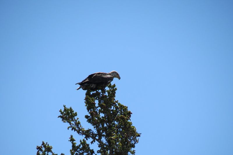 File:RickYellowStone2012july 4615.JPG