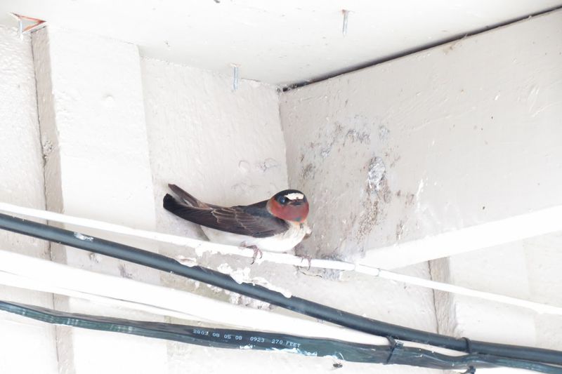 File:RickYellowStone2012july 4648.JPG