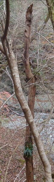 File:04445leavesDeadTreeFragment.jpg