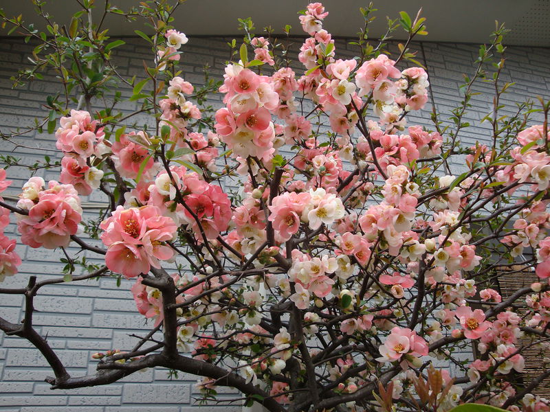 File:02595sakura.jpg