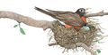 Nest 0 171.jpg