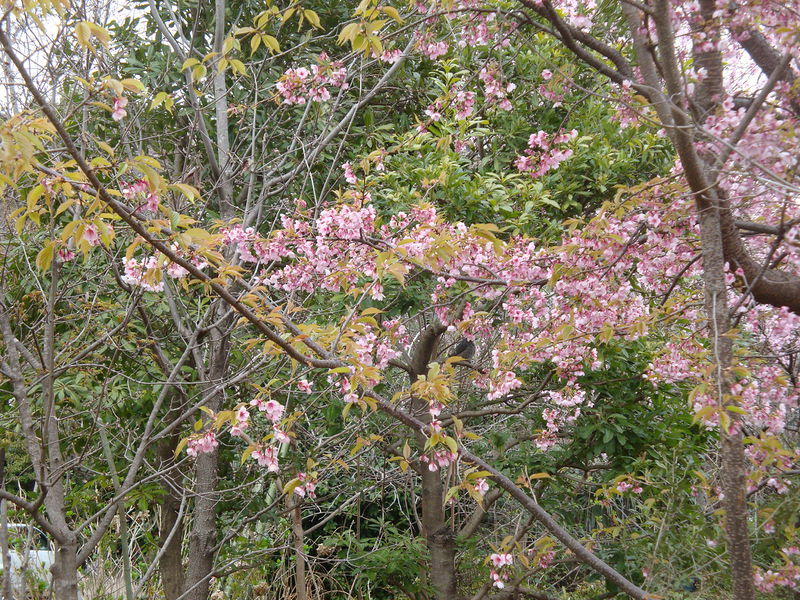 File:02593sakura.jpg