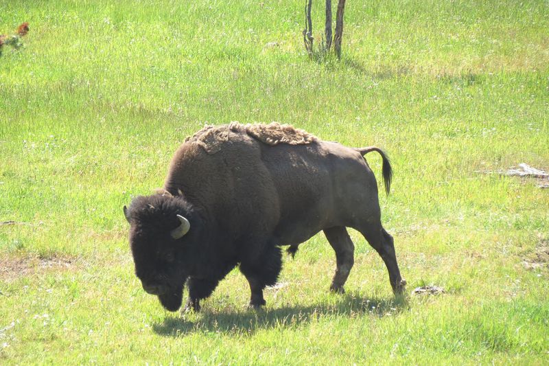 File:RickYellowStone2012july 4558.JPG