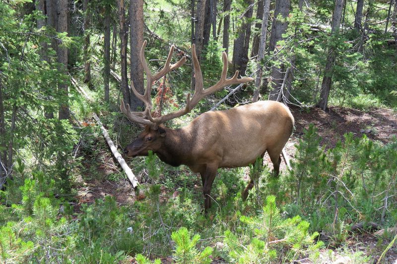 File:RickYellowStone2012july 4604.JPG