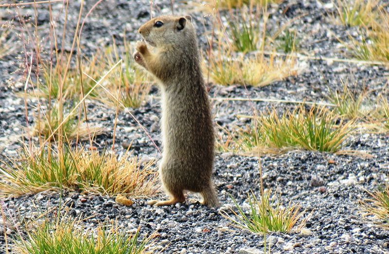 File:RickYellowStone2012july 4049.JPG