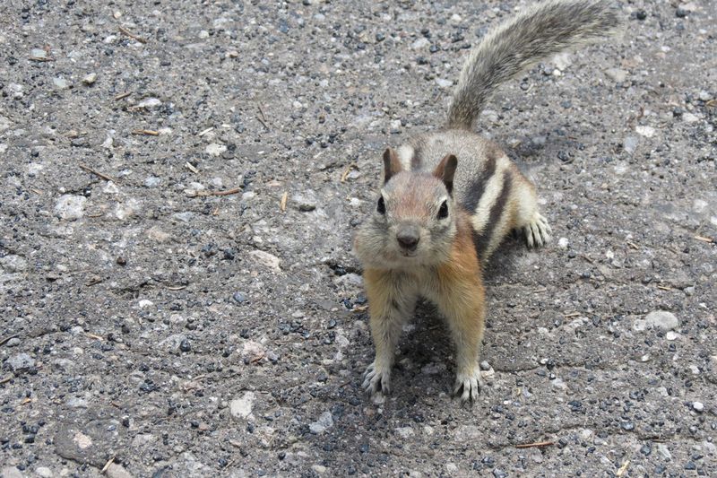 File:RickYellowStone2012july 4668.JPG