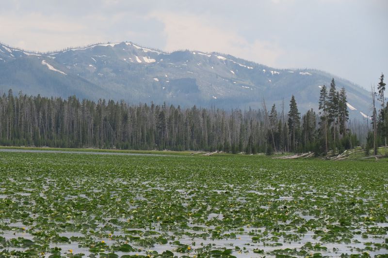 File:RickYellowStone2012july 4016.JPG