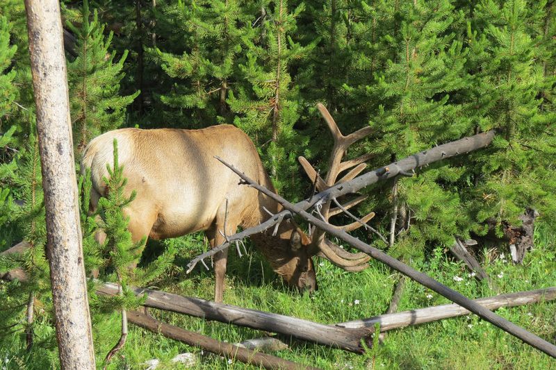 File:RickYellowStone2012july 4412.JPG