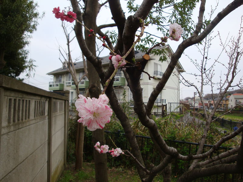 File:02583sakura.jpg