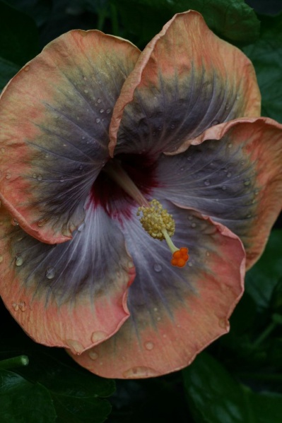 File:0 9be92 4dd74bbf XXL.jpg