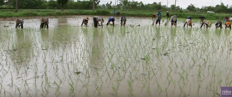 File:RiceFiledTesco2.jpg