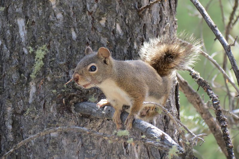 File:RickYellowStone2012july 6099.JPG