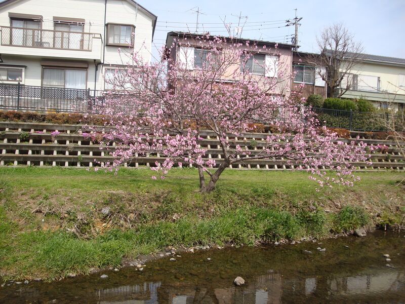 File:04709sakura.jpg