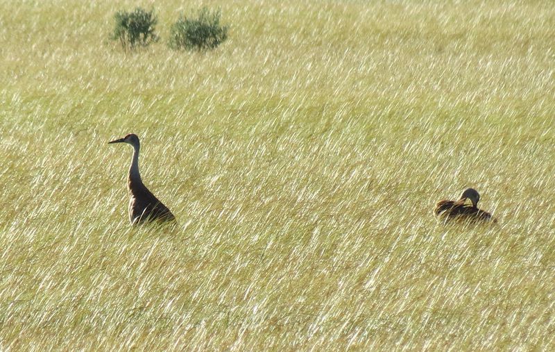 File:RickYellowStone2012july 5958.JPG