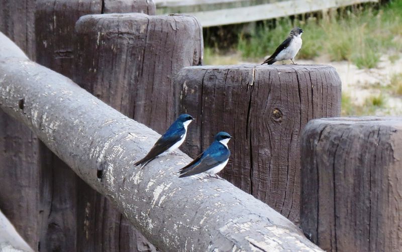 File:RickYellowStone2012july 4186.JPG