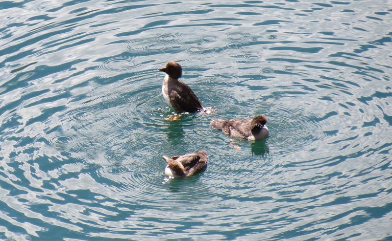 File:RickYellowStone2012july 6102.JPG