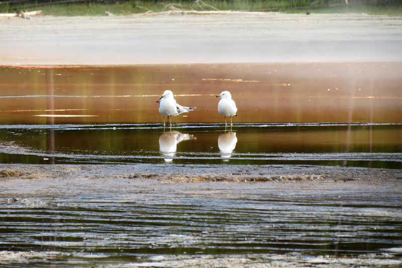 File:RickYellowStone2012july 4356.JPG