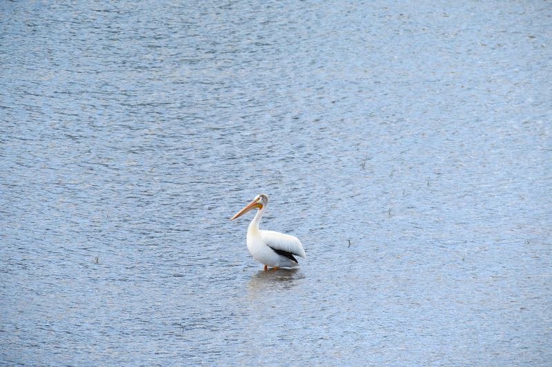 File:RickYellowStone2012july 4685.JPG