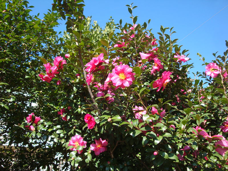 File:02399camelias.jpg
